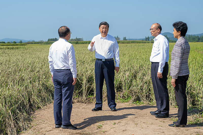 9月6日至8日，中共中央总书记、国家主席、中央军委主席习近平在黑龙江考察。这是7日上午，习近平在遭受洪涝灾害的哈尔滨尚志市老街基乡龙王庙村，观察水稻受灾情况。