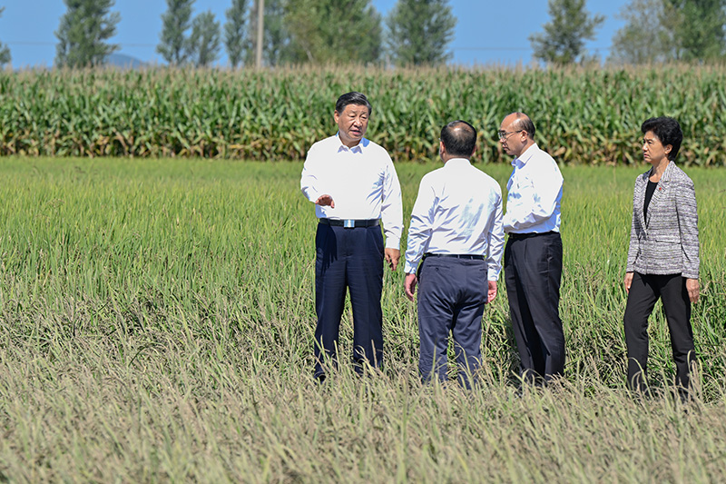 9月6日至8日，中共中央总书记、国家主席、中央军委主席习近平在黑龙江考察。这是7日上午，习近平在遭受洪涝灾害的哈尔滨尚志市老街基乡龙王庙村，观察水稻受灾情况。